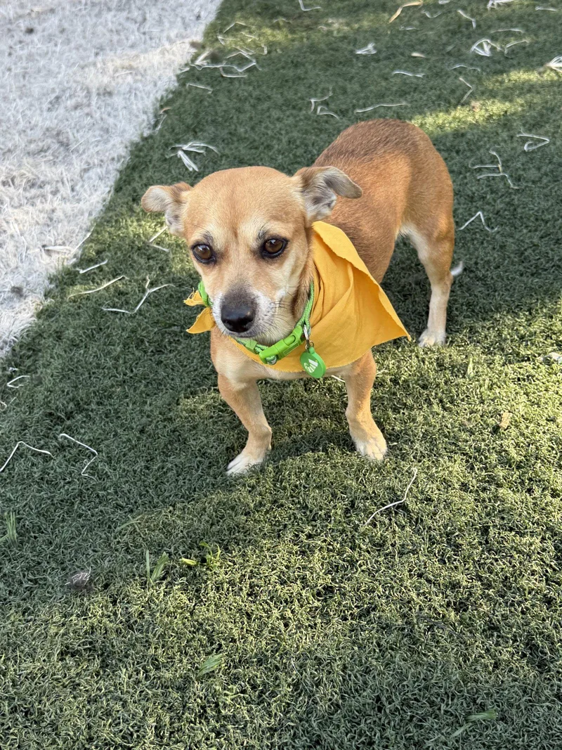 An adult small-sized female Chihuahua dog named Rose for adoption in Orange, CA