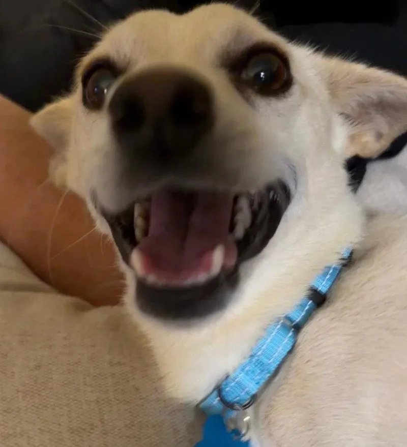 A young small-sized male Chihuahua dog named Mason for adoption in Bothell, WA