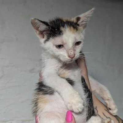 A baby small-sized female Calico Domestic Short Hair cat named Tirimisu for adoption in Johnstown, PA
