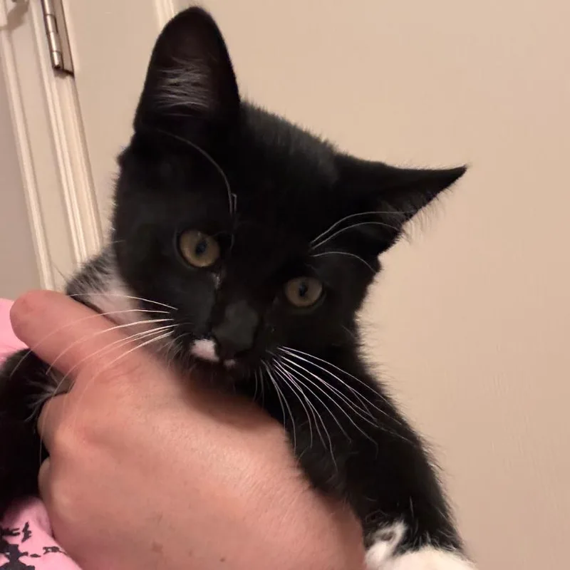 A baby small-sized female Black Domestic Short Hair cat named Waffles for adoption in Layton, UT