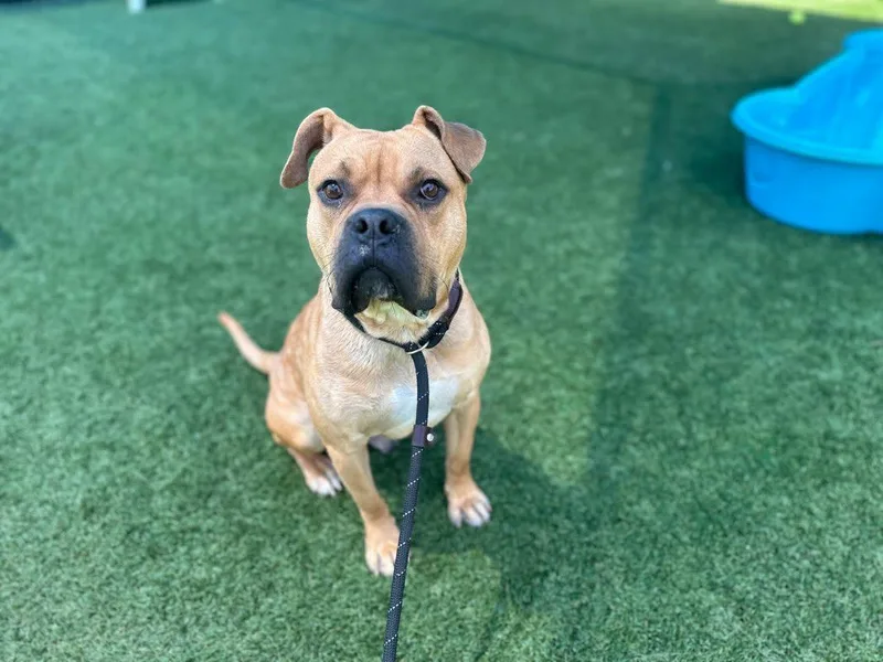 An adult large-sized male Boxer dog named Buster for adoption in McKinney, TX