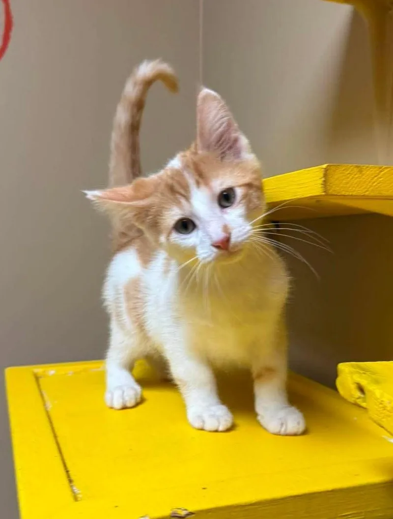 A baby medium-sized male Orange & White Domestic Short Hair cat named Spike for adoption in Maryville, MO