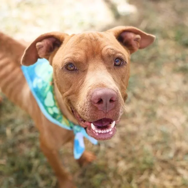 An adult medium-sized male American Staffordshire Terrier dog named Bruno for adoption in San Antonio, TX