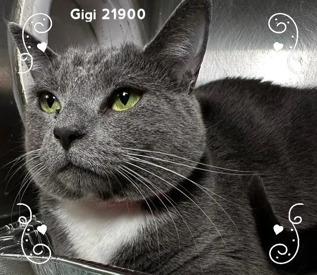 A young medium-sized female Gray & White Domestic Short Hair cat named Gigi for adoption in Marietta, GA