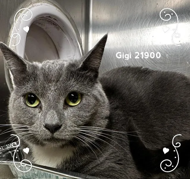 Gigi thumbnail 2