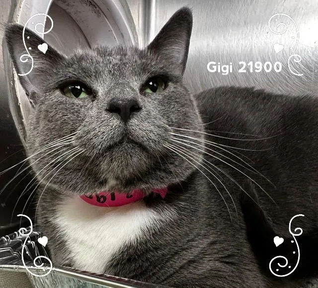 Gigi thumbnail 3