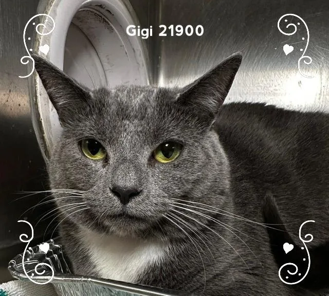 Gigi thumbnail 4