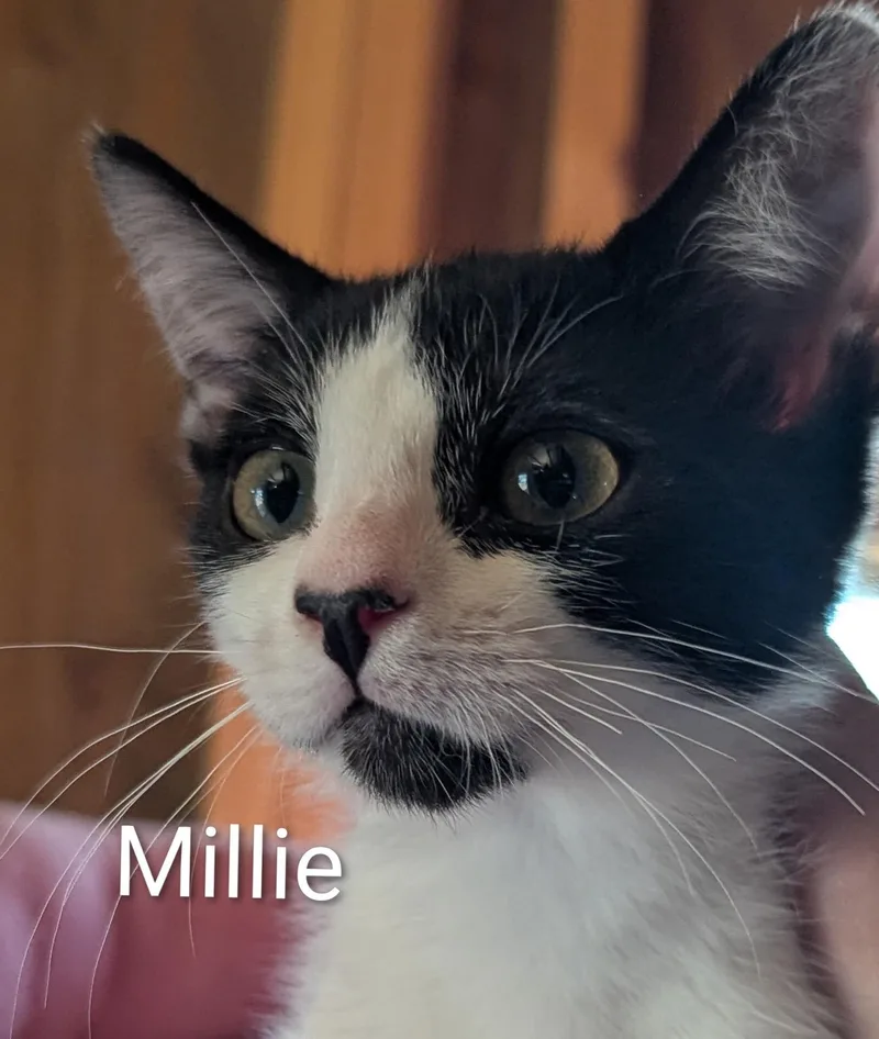 A baby medium-sized female Black & White / Tuxedo Domestic Short Hair cat named Millie for adoption in Sonora, CA