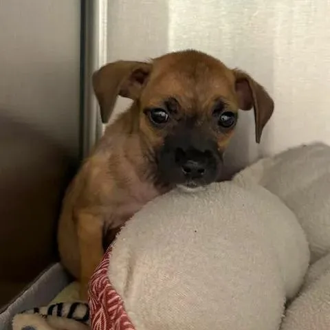 A baby small-sized female Brown / Chocolate Terrier dog named Liberty Biberty for adoption in Beaumont, TX