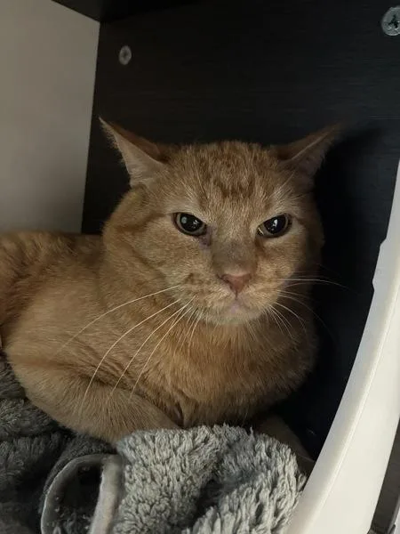 An adult medium-sized male Domestic Short Hair cat named Houdini for adoption in Salt Lake City, UT