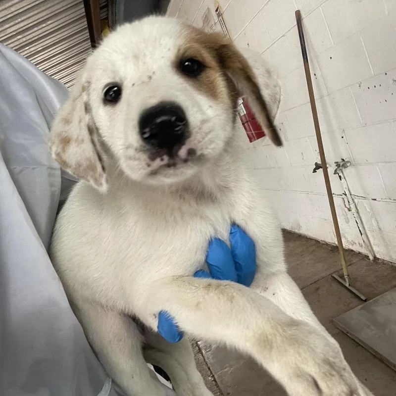 A baby small-sized female White / Cream Shepherd dog named Gordita for adoption in Edinburg, TX