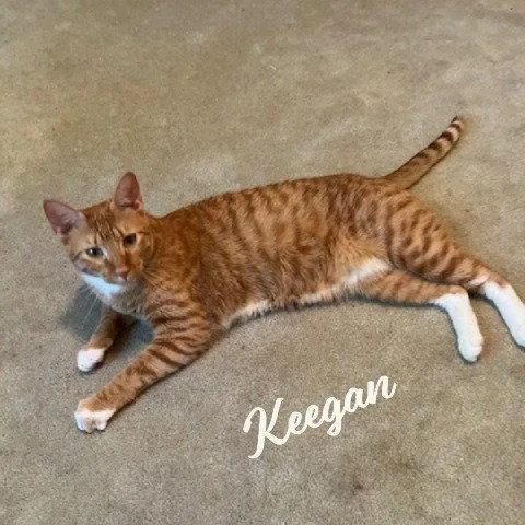 A young medium-sized male Tabby cat named Keegan easytolove for adoption in Houston, TX