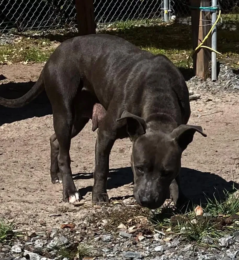 A young large-sized female Pit Bull Terrier dog named Dolly P for adoption in Lakeland, GA