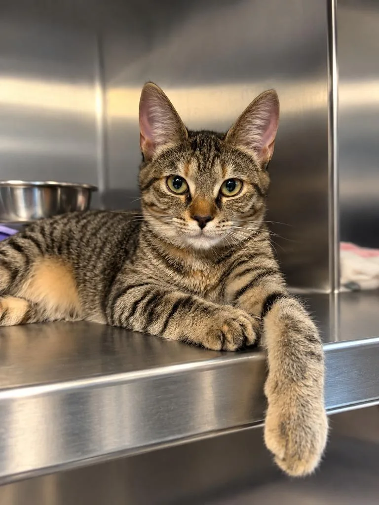 A baby small-sized female Domestic Short Hair cat named Dunkaroo for adoption in Sebastian, FL