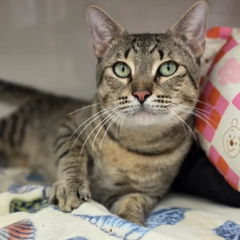 An adult large-sized male Brown / Chocolate Domestic Short Hair cat named Croquembouche for adoption in Sarasota, FL