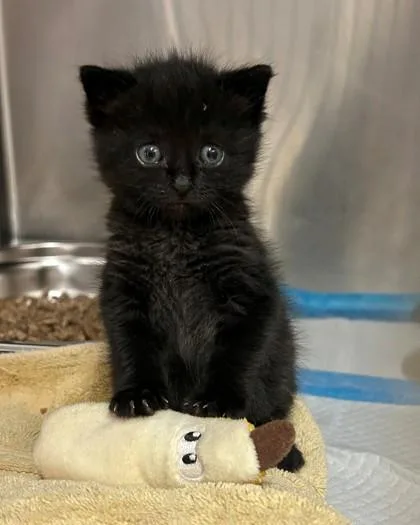A baby small-sized female Domestic Short Hair cat named Boingo for adoption in Hamilton, NJ