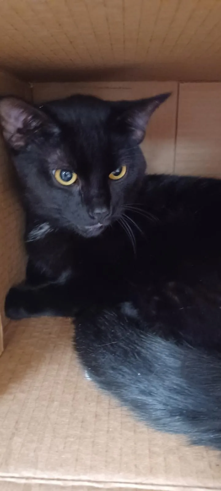 A young medium-sized male Black Domestic Short Hair cat named Shadow for adoption in Elyria, OH