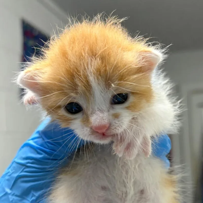 A baby small-sized male White Domestic Short Hair cat named Thunder for adoption in Summerville, SC