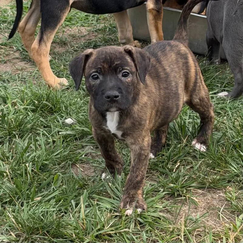 Sara