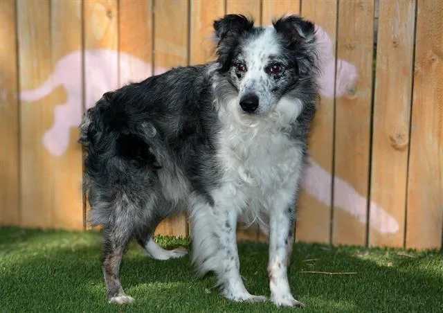 An adult medium-sized male Australian Shepherd dog named A for adoption in West Valley City, UT