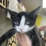A baby small-sized male Domestic Short Hair cat named Jj Butler Campus for adoption in Flagstaff, AZ