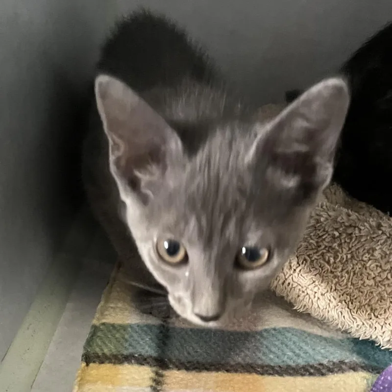 A baby small-sized female Gray / Blue / Silver Domestic Short Hair cat named Jessie for adoption in Sarasota, FL