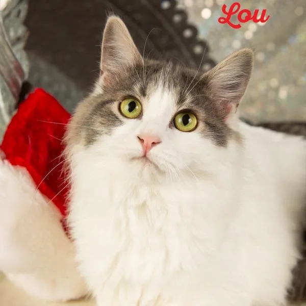 Thelma Lou thumbnail 3