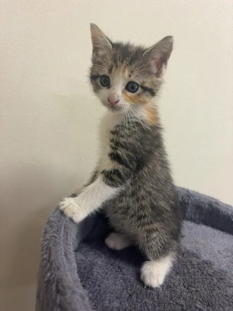 A baby small-sized female Calico Domestic Short Hair cat named Milly for adoption in Monroe, GA