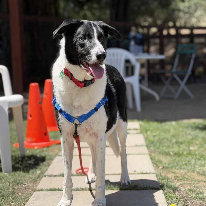 A senior medium-sized male Black Border Collie dog named Levi for adoption in Petaluma, CA