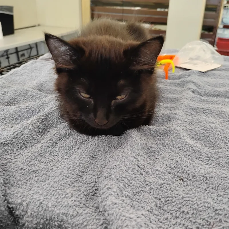 A baby small-sized female Black Domestic Long Hair cat named Violet for adoption in Woodland, CA