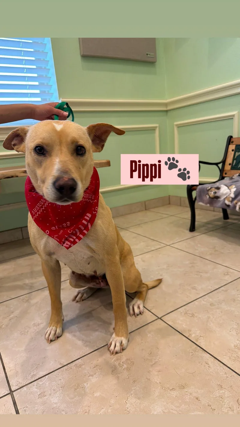 A young medium-sized female Australian Cattle Dog / Blue Heeler dog named Pippi for adoption in Plano, TX