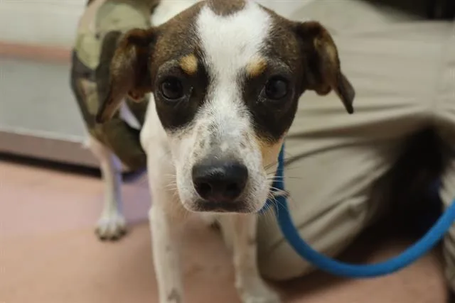 A young small-sized female Mixed Breed dog named Bonnie for adoption in Columbia, SC
