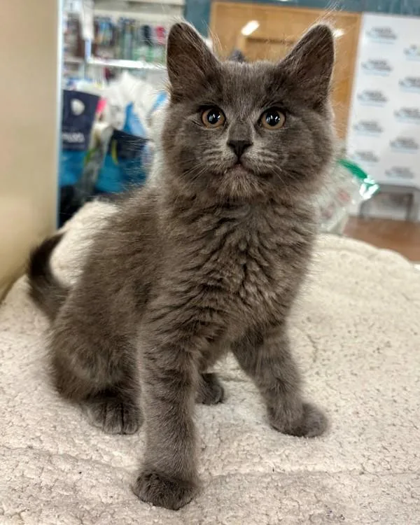 A baby small-sized female Domestic Short Hair cat named Izzy for adoption in Novato, CA
