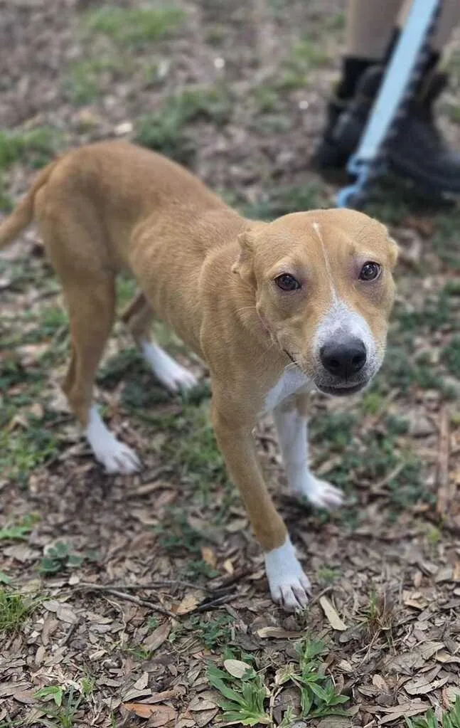 A baby medium-sized female Terrier dog named Kasumi for adoption in New Orleans, LA