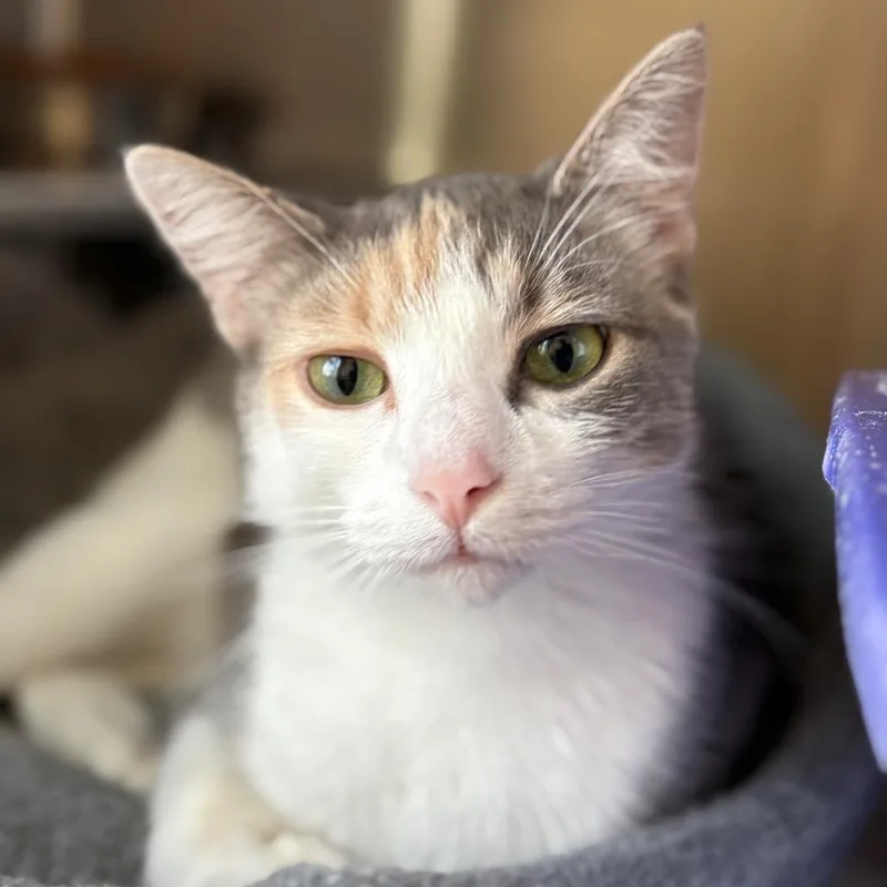 A senior small-sized female Calico Domestic Short Hair cat named Claire Rose for adoption in Chicago, IL