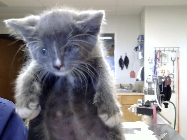A baby small-sized female Domestic Short Hair cat named Mabel for adoption in Albuquerque, NM
