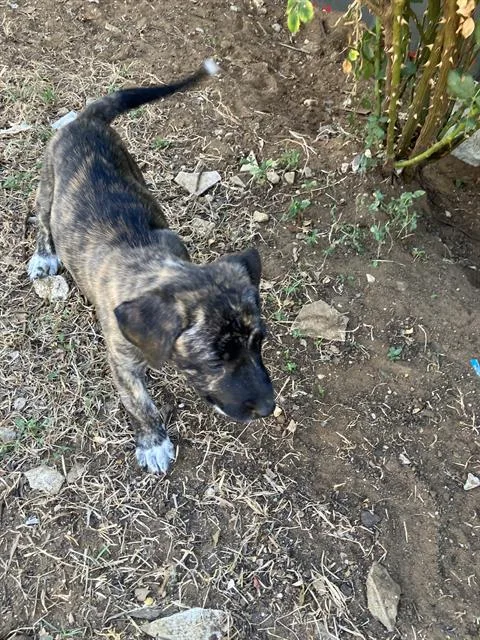 A baby medium-sized female Mixed Breed dog named Diana for adoption in Dallas, TX