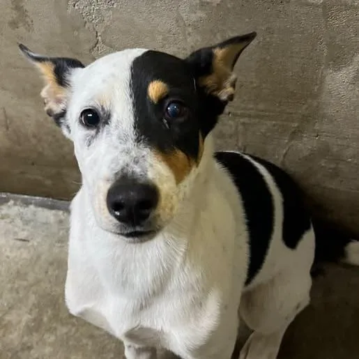 A baby small-sized male White / Cream Cattle Dog dog named Target for adoption in Los Banos, CA