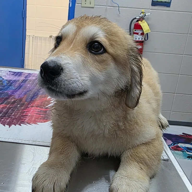 A baby small-sized male Yellow / Tan / Blond / Fawn Mixed Breed dog named Dallas for adoption in Huntsville, AL