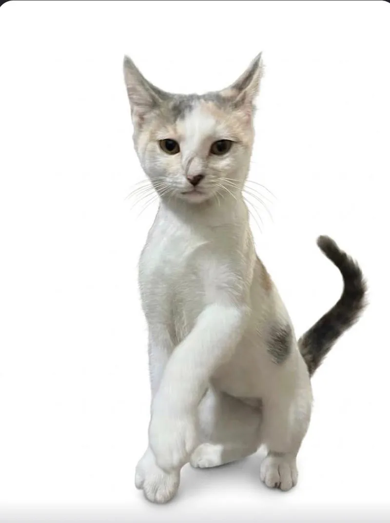 A baby medium-sized female Dilute Calico Domestic Medium Hair cat named Jenny...curious by nature  for adoption in Murfreesboro, TN