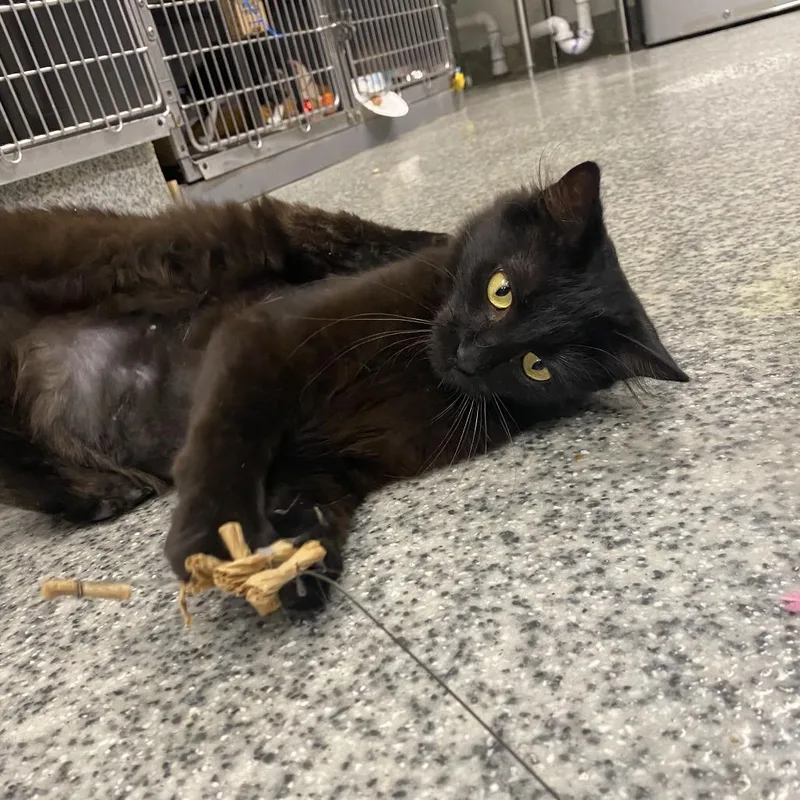 A young small-sized female Black Domestic Medium Hair cat named F&L: Lang for adoption in Falls Church, VA