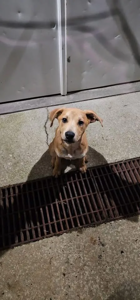 Benji
