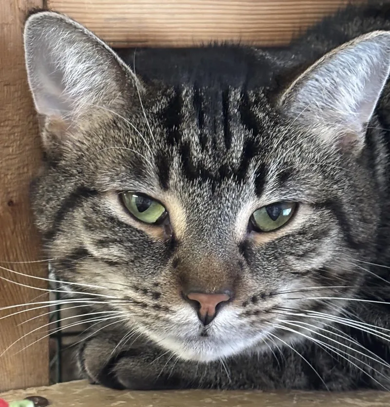 An adult large-sized female Domestic Short Hair cat named Charlie Barley for adoption in Beacon, NY