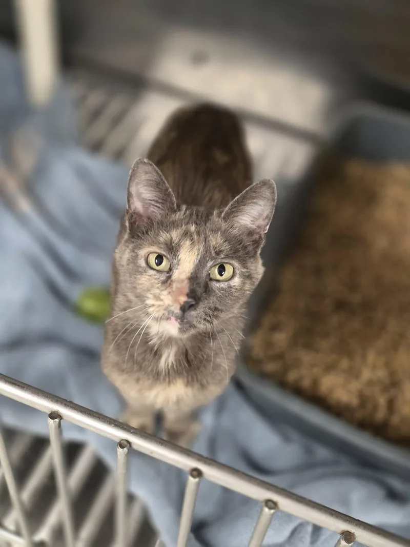 An adult small-sized female Dilute Tortoiseshell cat named Edna for adoption in Shelby, MI