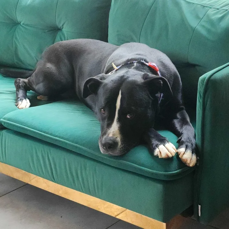 An adult medium-sized female Black Boxer dog named Luna for adoption in Fairfax Station, VA