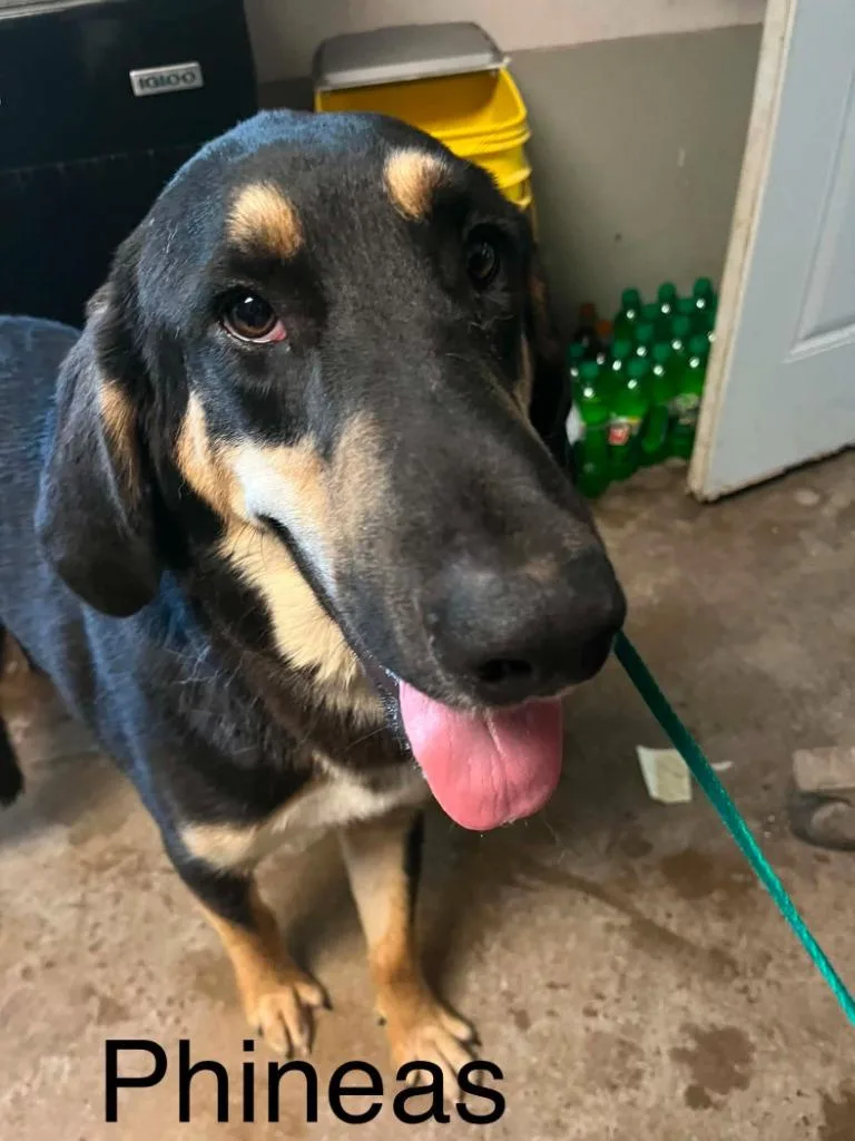 A baby large-sized male Hound dog named Phineas for adoption in Princeton, IN