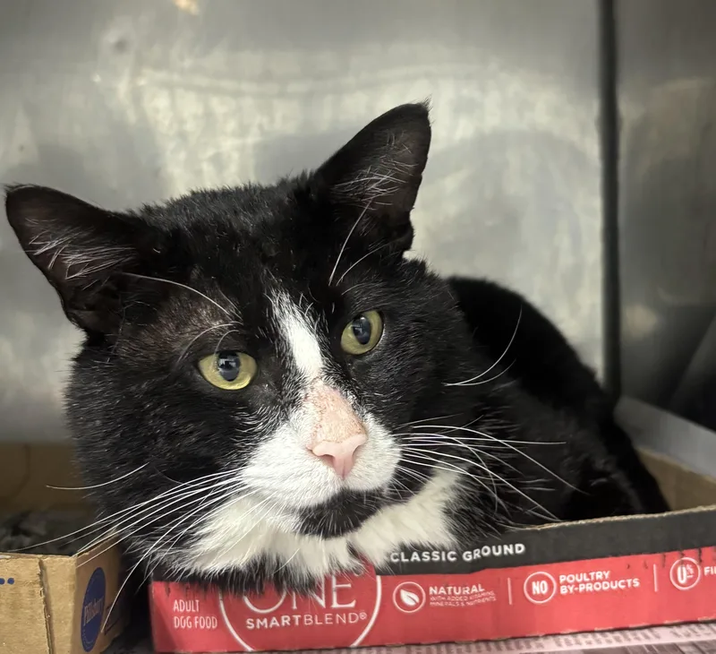 A young medium-sized male Black & White / Tuxedo Domestic Short Hair cat named Michael for adoption in North Haven, CT
