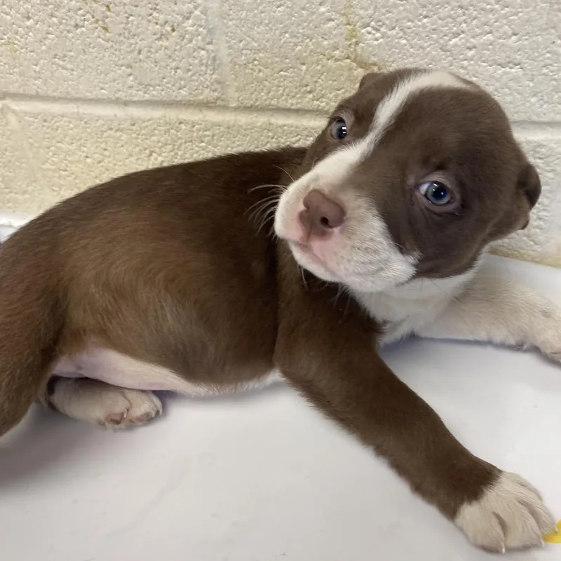A baby medium-sized female Brown / Chocolate Mixed Breed dog named Jocelyn for adoption in Memphis, TN