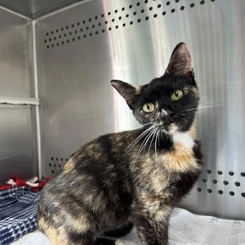 An adult medium-sized female Tortoiseshell Domestic Short Hair cat named Florinda for adoption in Indianapolis, IN