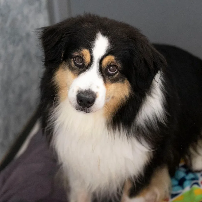 A senior small-sized male Black Australian Shepherd dog named Wyatt for adoption in Peyton, CO